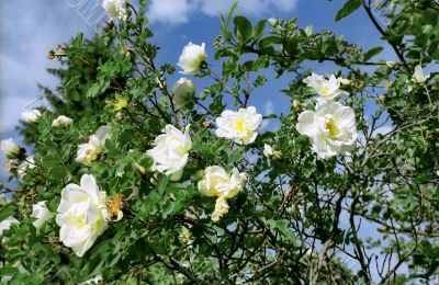 Wild white rose