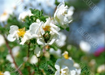 Dor in the flower