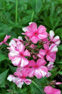 Phlox in the garden