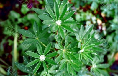 Drops of dew on the leaves