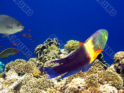Boomtail wrasse