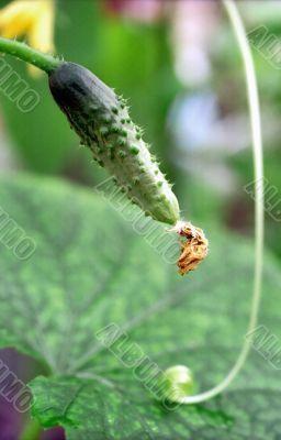 Quite young cuke