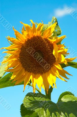 Sunflower.