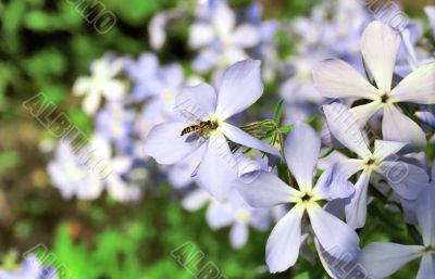 Lilaceous viola with a fly