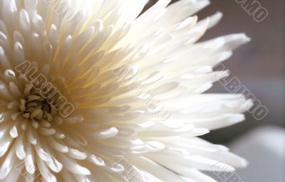 Flower of white chrysanthemum