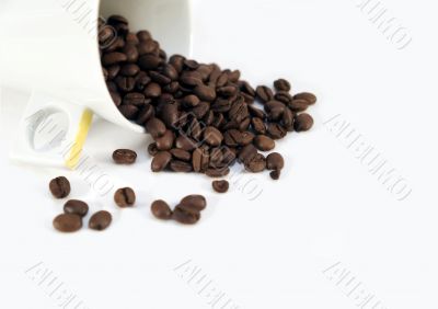 Coffee Cup