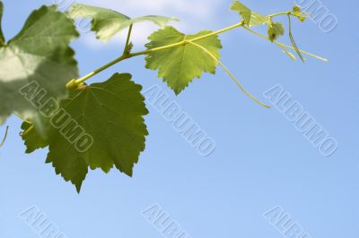  branch with grape sheet