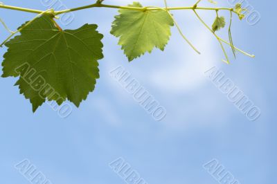   branch with grape sheet 2