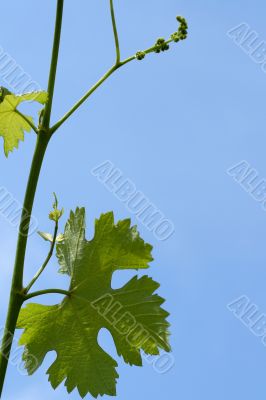 branch with grape sheet 3