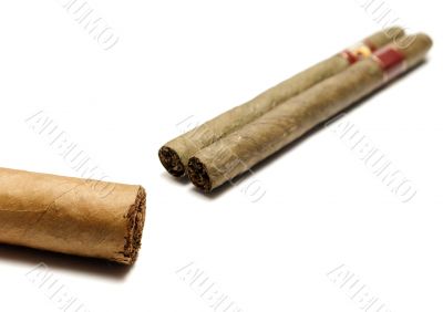 Cigares