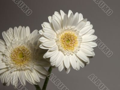 White Flower