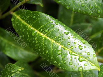 After Rain