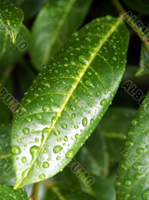 After Rain