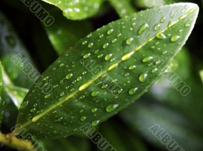 After Rain