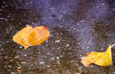 Wet Leaves