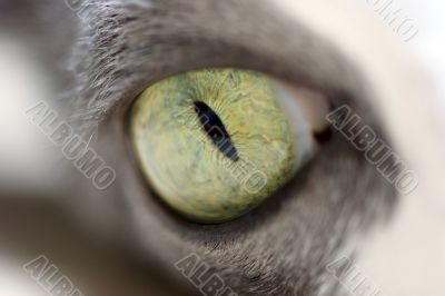 Eye of a cat