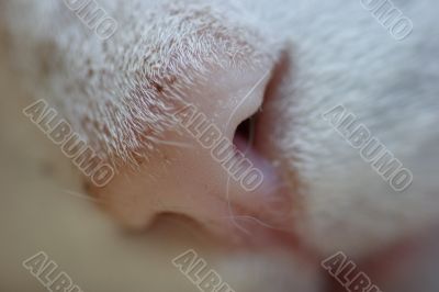 Nose of a cat with lint