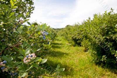 Blueberry Farm