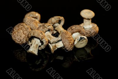 Dried mushrooms