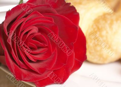 Macro shot of red rose with breakfast