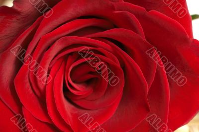 Dark red rose macro