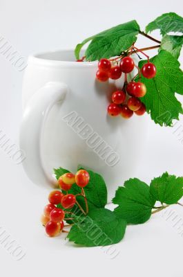 Red berries