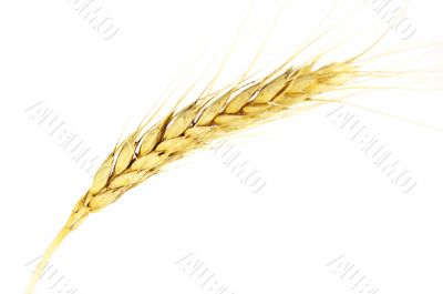 Wheat