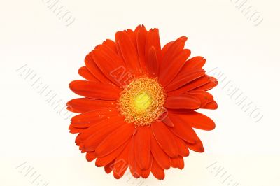 Daisy