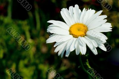 single camomile