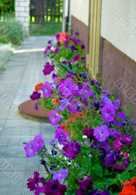 flowers against wall