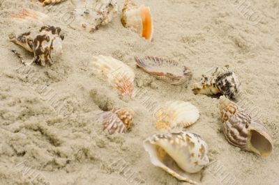 shells on sand