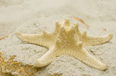 starfish on sand