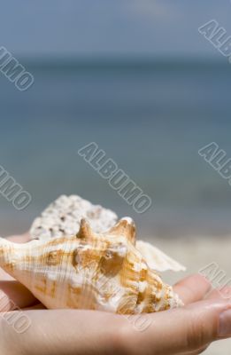 hands with shells