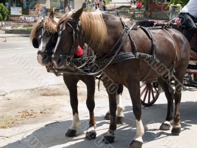 Horses with the carriage