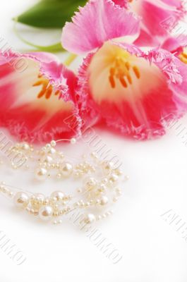 Pink tulips