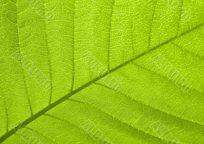 Leaf texture
