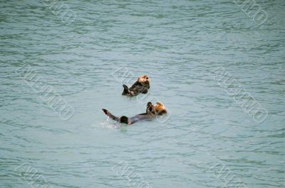Sea Otters