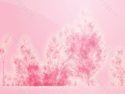 Birch trees illustration