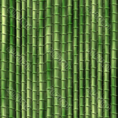 Bamboo plants