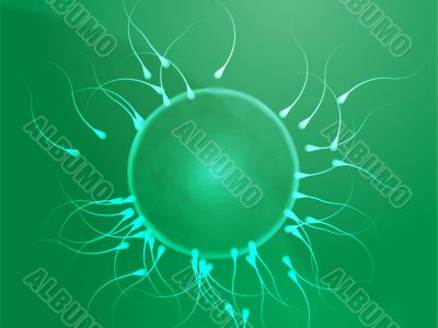 Human egg cell fertilization