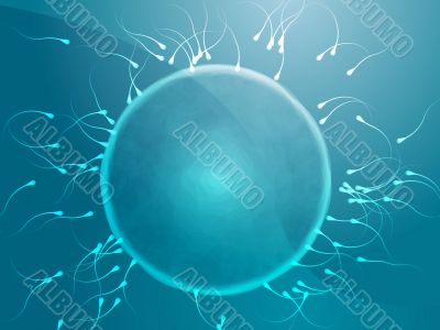 Egg fertilization illustration