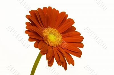 Orange Daisy