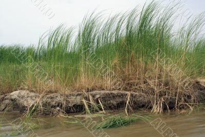 Grass and sand