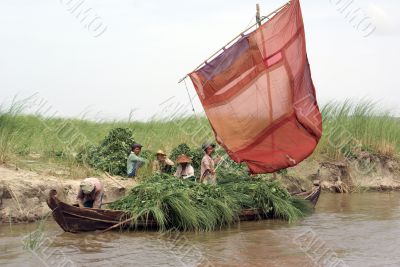 Sail boat and grass