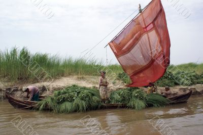 Sail boat with grass