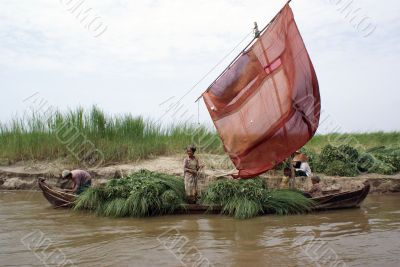Boat with grass