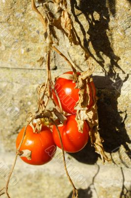 ripe tomatoes