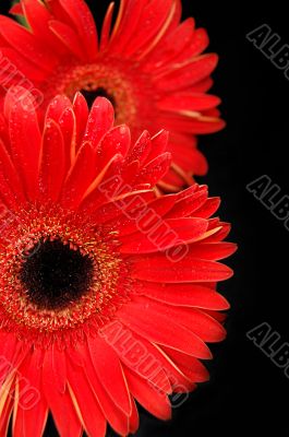Red gerbera