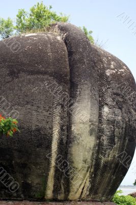 Back of big elephant