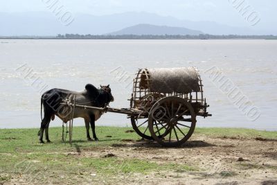 Cart and cow